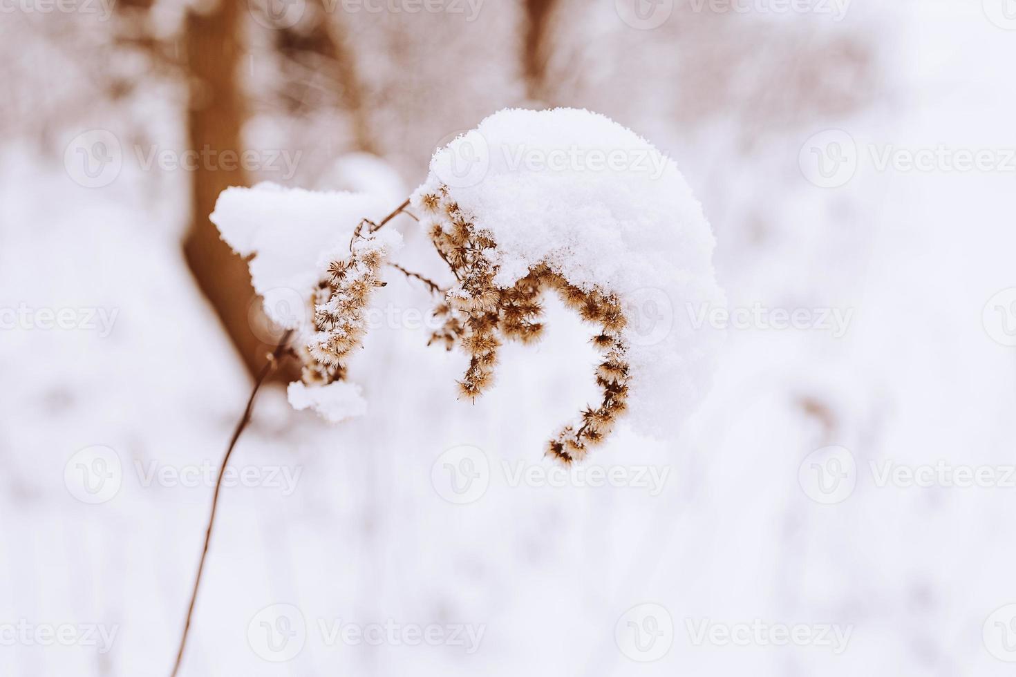 oud verdord veld- bloem in winter besneeuwd dag in de weide in detailopname foto