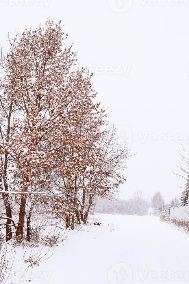 winter natuurlijk landschap met met sneeuw bedekt bomen in de Woud en een versmallen pad foto