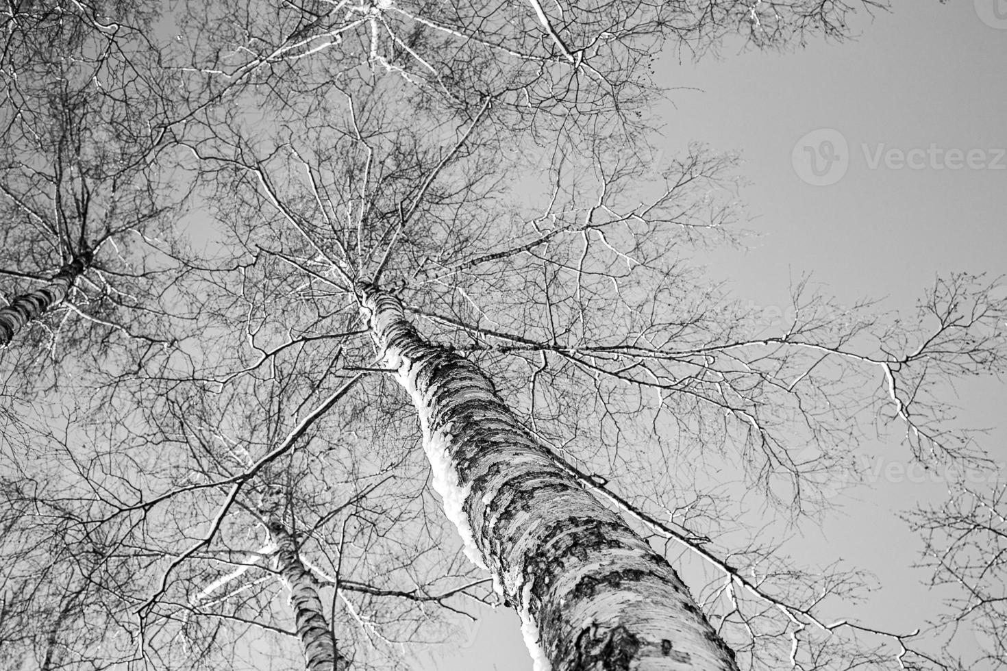 wit berk bomen zonder bladeren tegen de achtergrond van een glad wolkenloos winter lucht foto