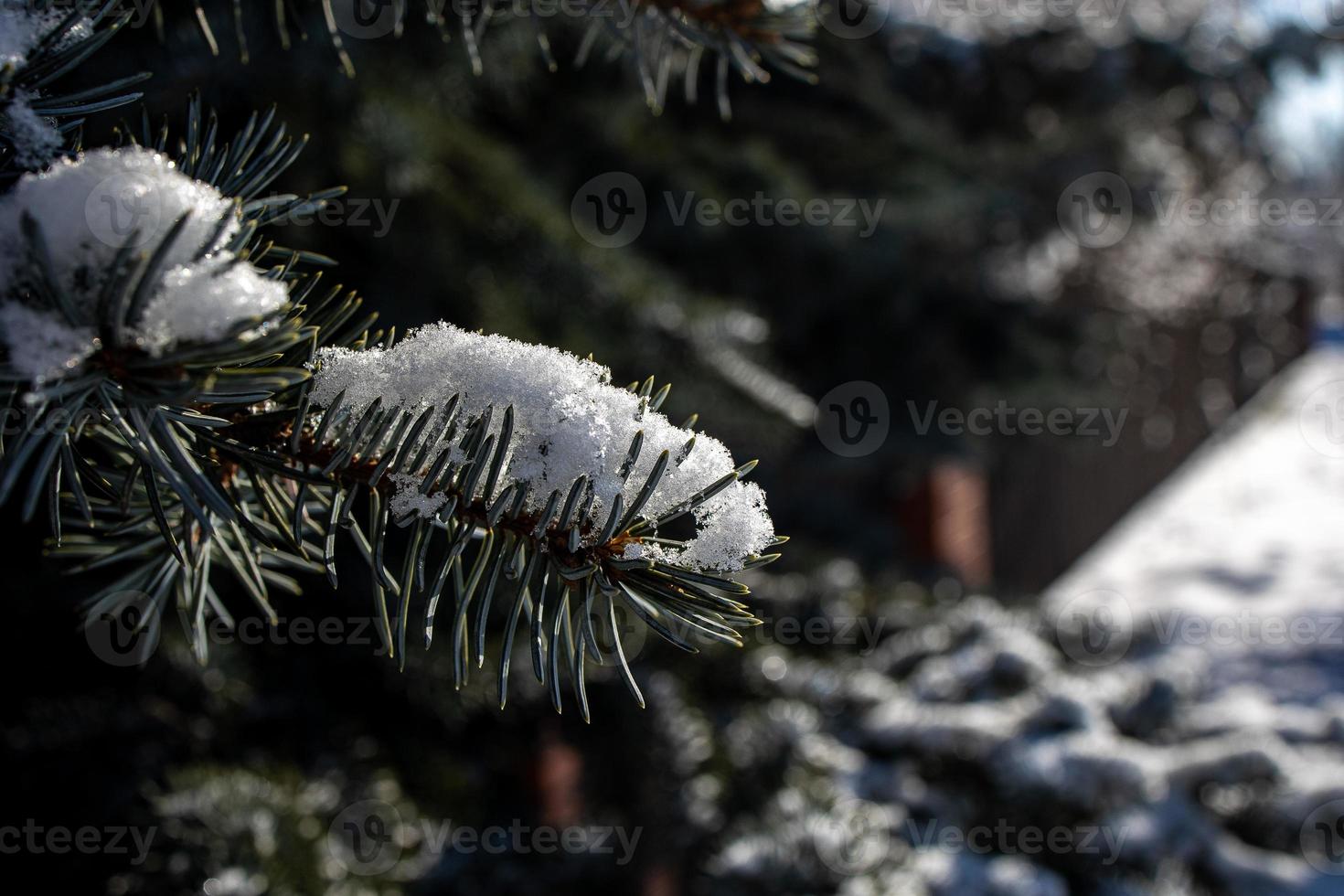 pijnboom takje met groen naalden in detailopname onder sneeuw Aan een zonnig verkoudheid dag foto