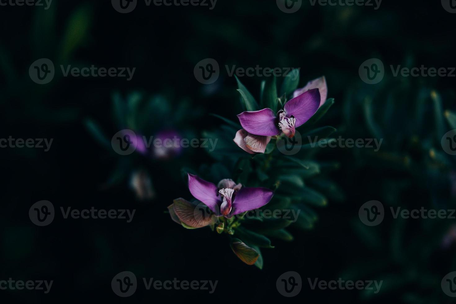 weinig teder in de tuin Aan de achtergrond van groen bladeren detailopname foto