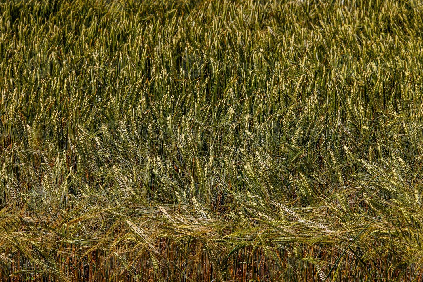 natuurlijk agrarisch achtergrond tarwe in de veld- warm zomer voordat oogst foto