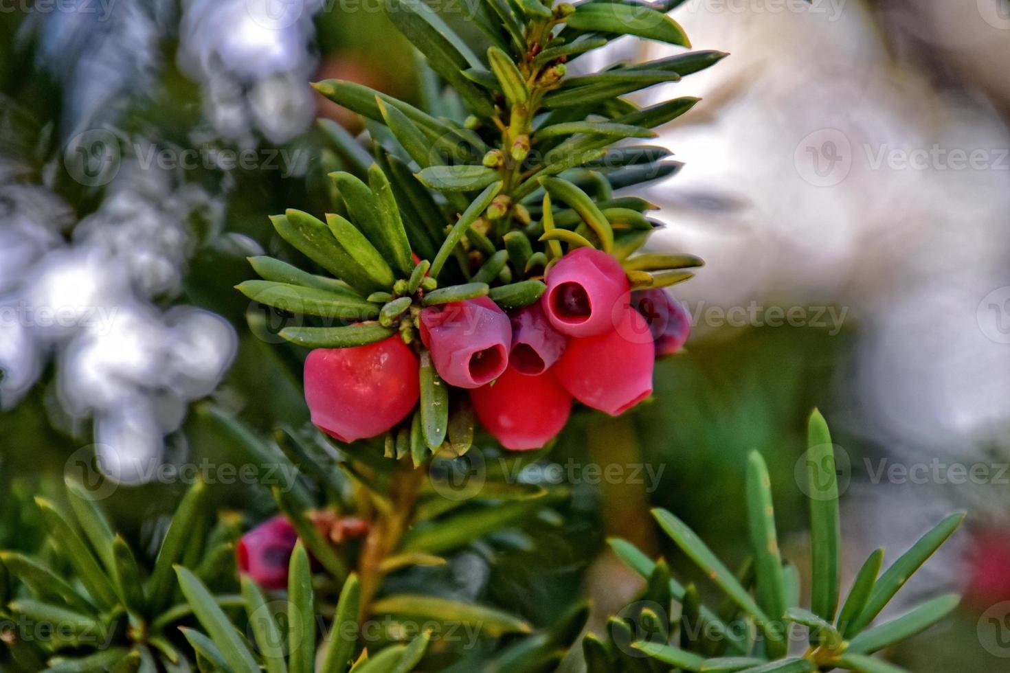 rood taxus fruit Aan een herfst groen struik foto