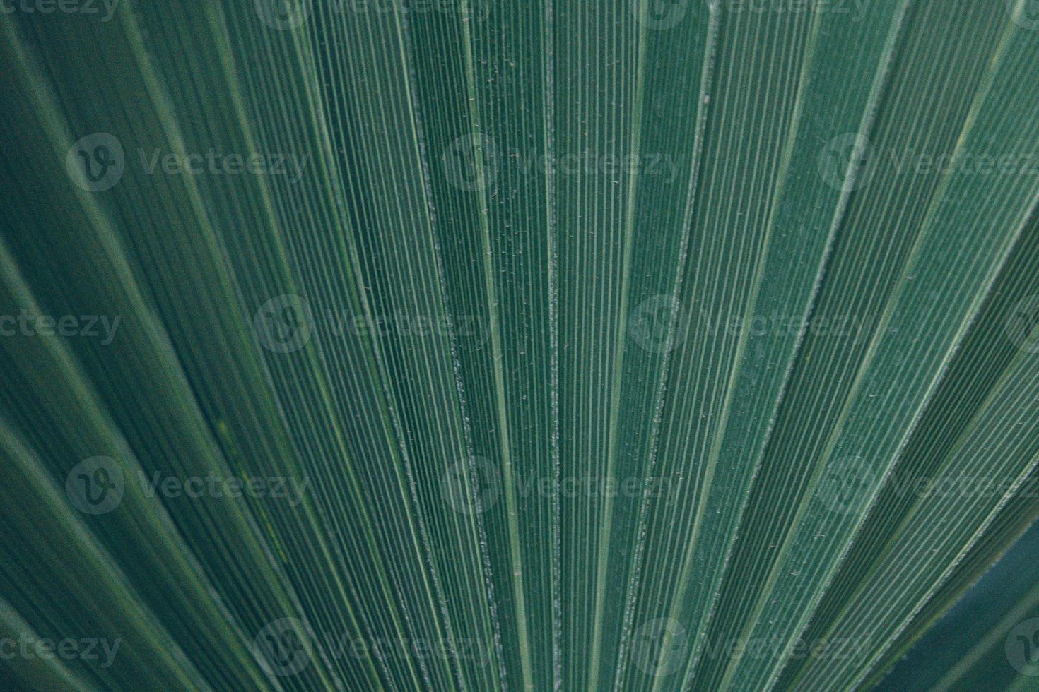 groen natuurlijk abstract achtergrond palm blad detailopname foto