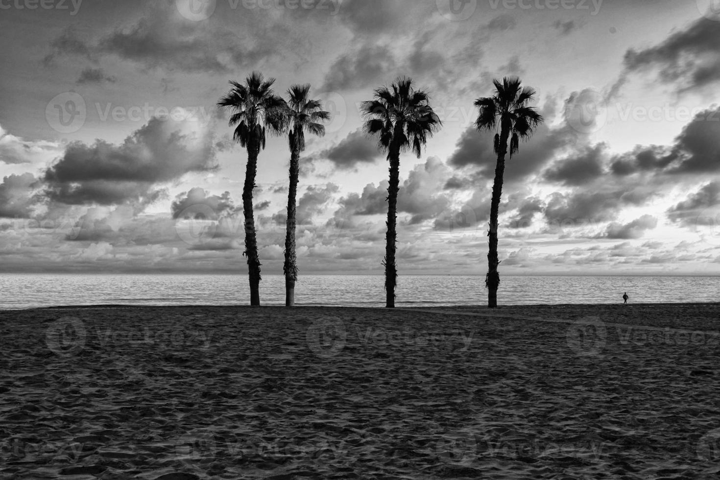 kust landschap vrede en stil zonsondergang en vier palm bomen Aan de strand foto