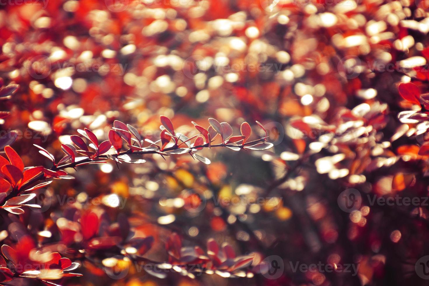 herfst rood struik berberis in de stralen van de ochtend- zon, foto