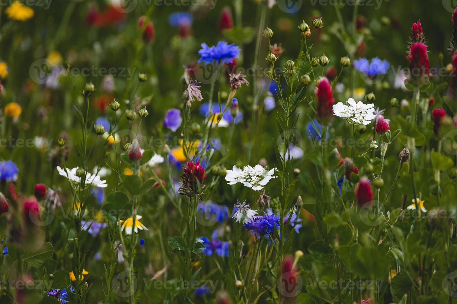 wilde bloemen in een weide detailopname in Europa Aan een warm zomer dag foto