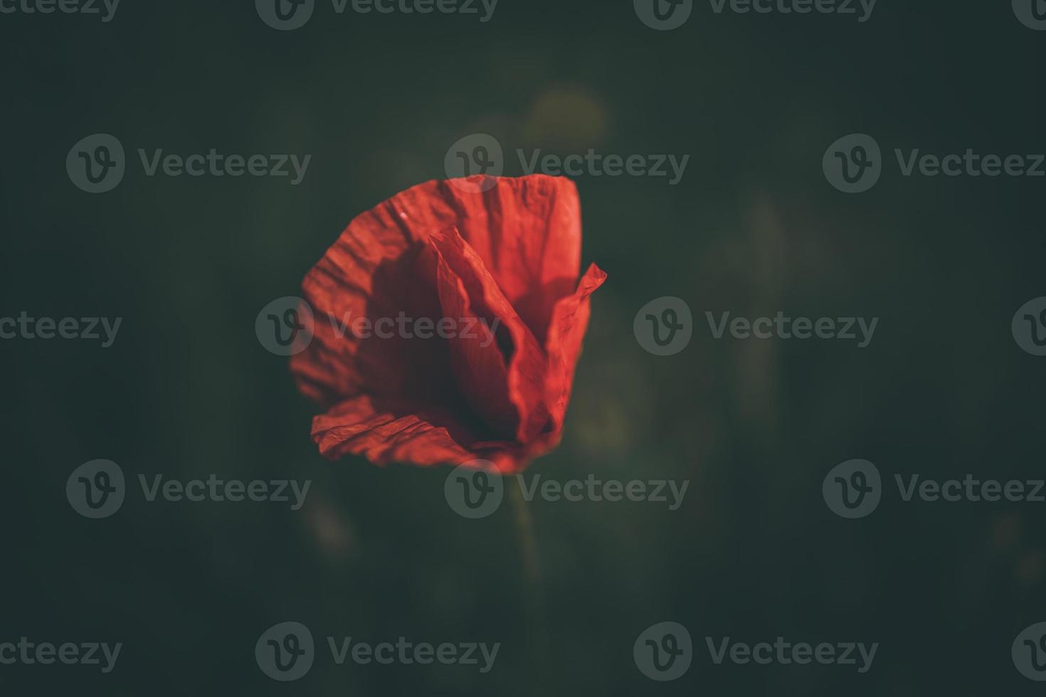 rood papaver Aan een groen achtergrond in de natuurlijk milieu foto