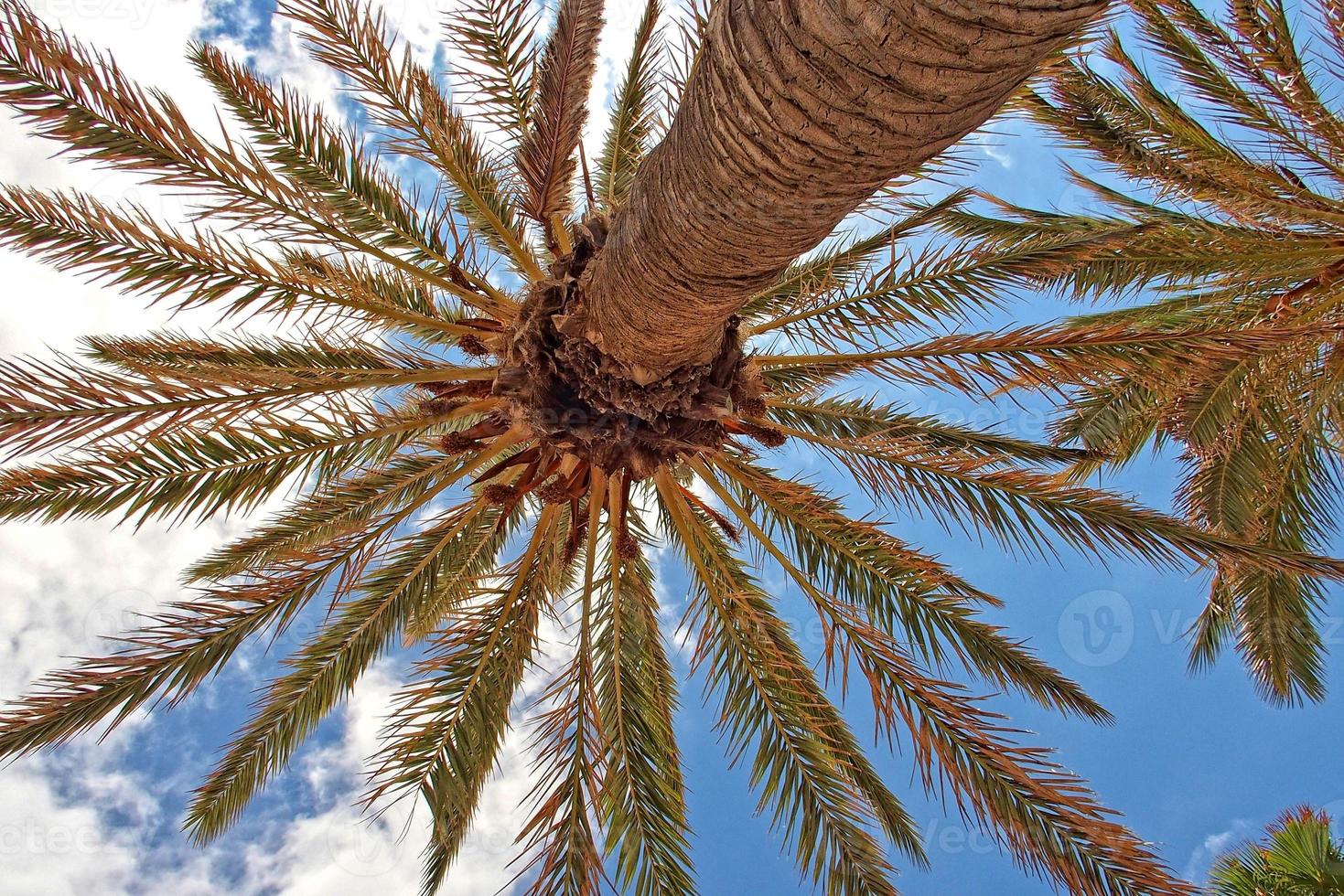 origineel interessant achtergrond met een exotisch palm boom met groen bladeren tegen de blauw lucht gezien van hieronder foto