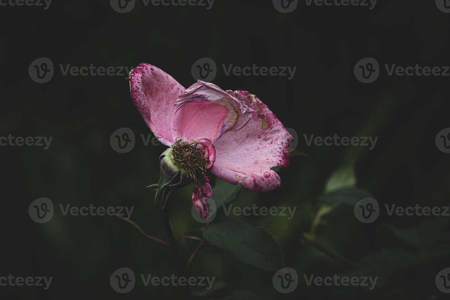 roze roos oud vervagen oud met een weinig missend bloemblaadjes in de tuin Aan een zomer dag foto