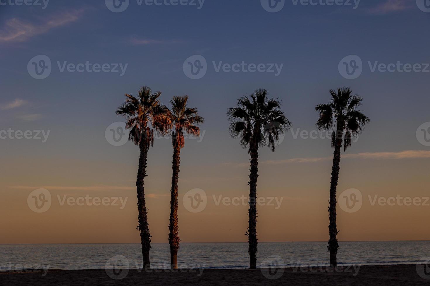 kust landschap vrede en stil zonsondergang en vier palm bomen Aan de strand foto