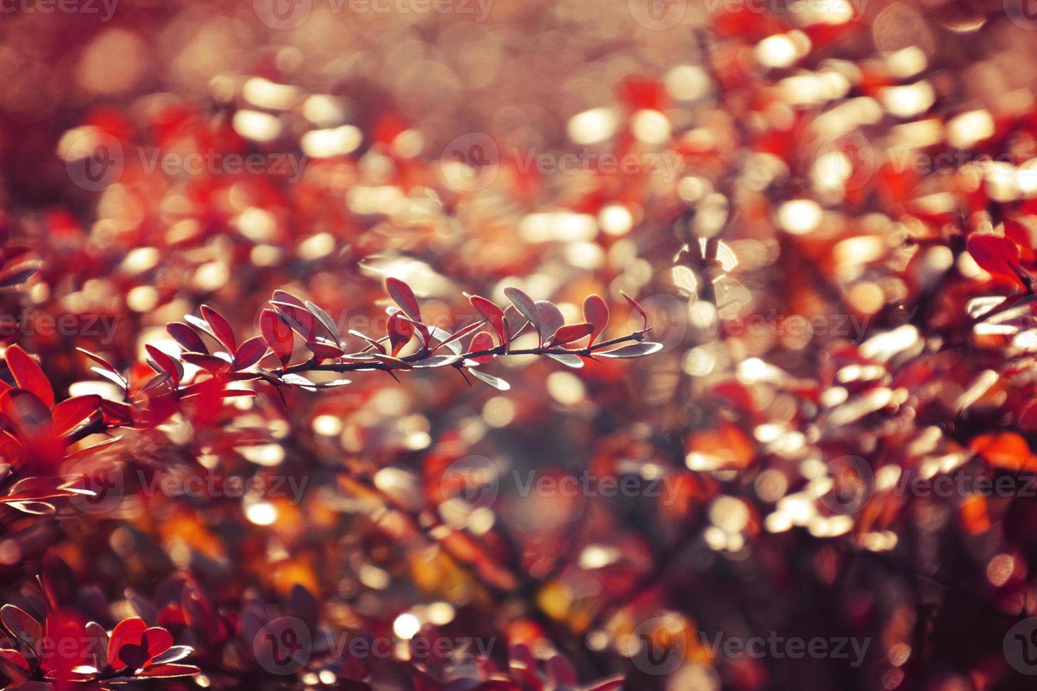 herfst rood struik berberis in de stralen van de ochtend- zon, foto