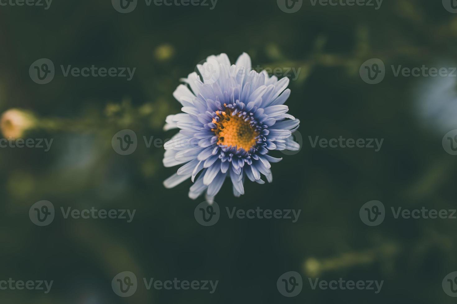 laatste herfst blauw bloemen Aan een groen achtergrond in de tuin detailopname foto