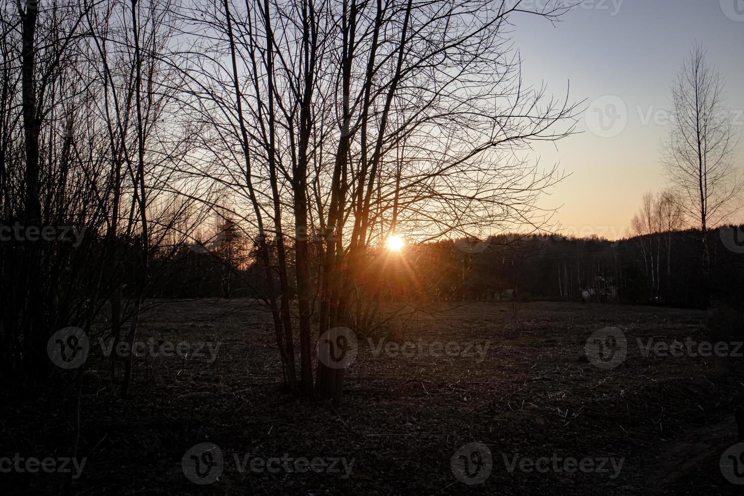 zonsondergang achter lijn van bomen in een park foto