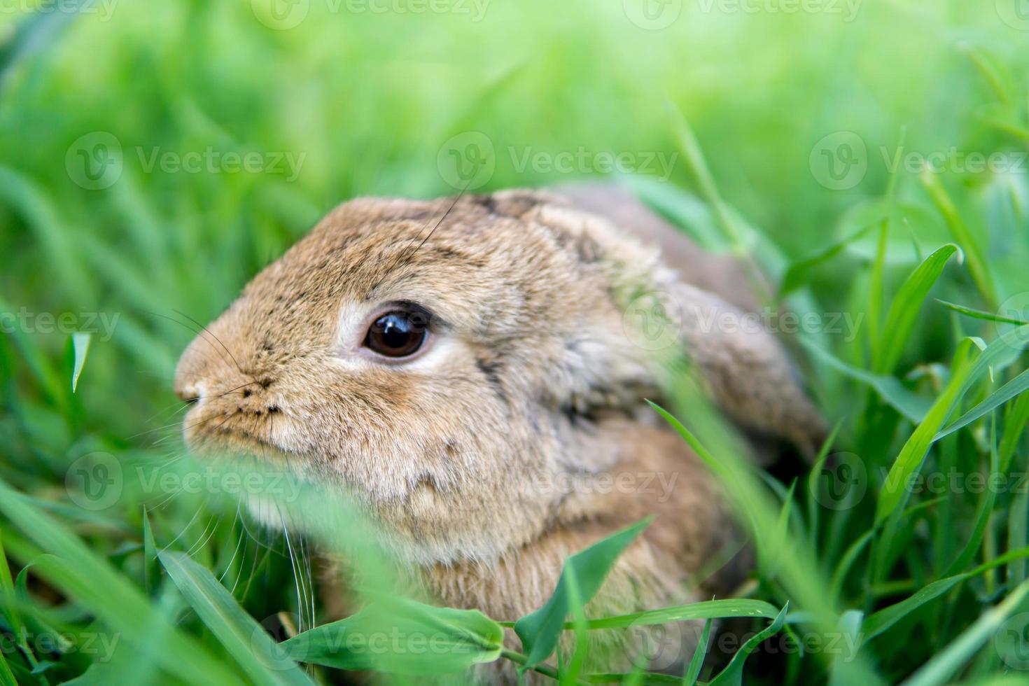 Holland snoei konijn Aan groen gras foto