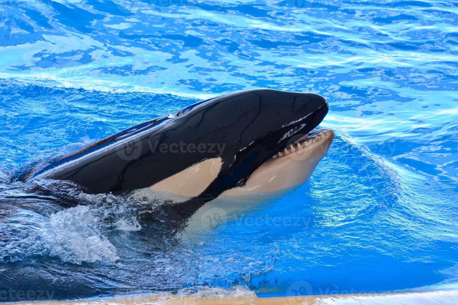 orka walvis in de dierentuin aquarium foto