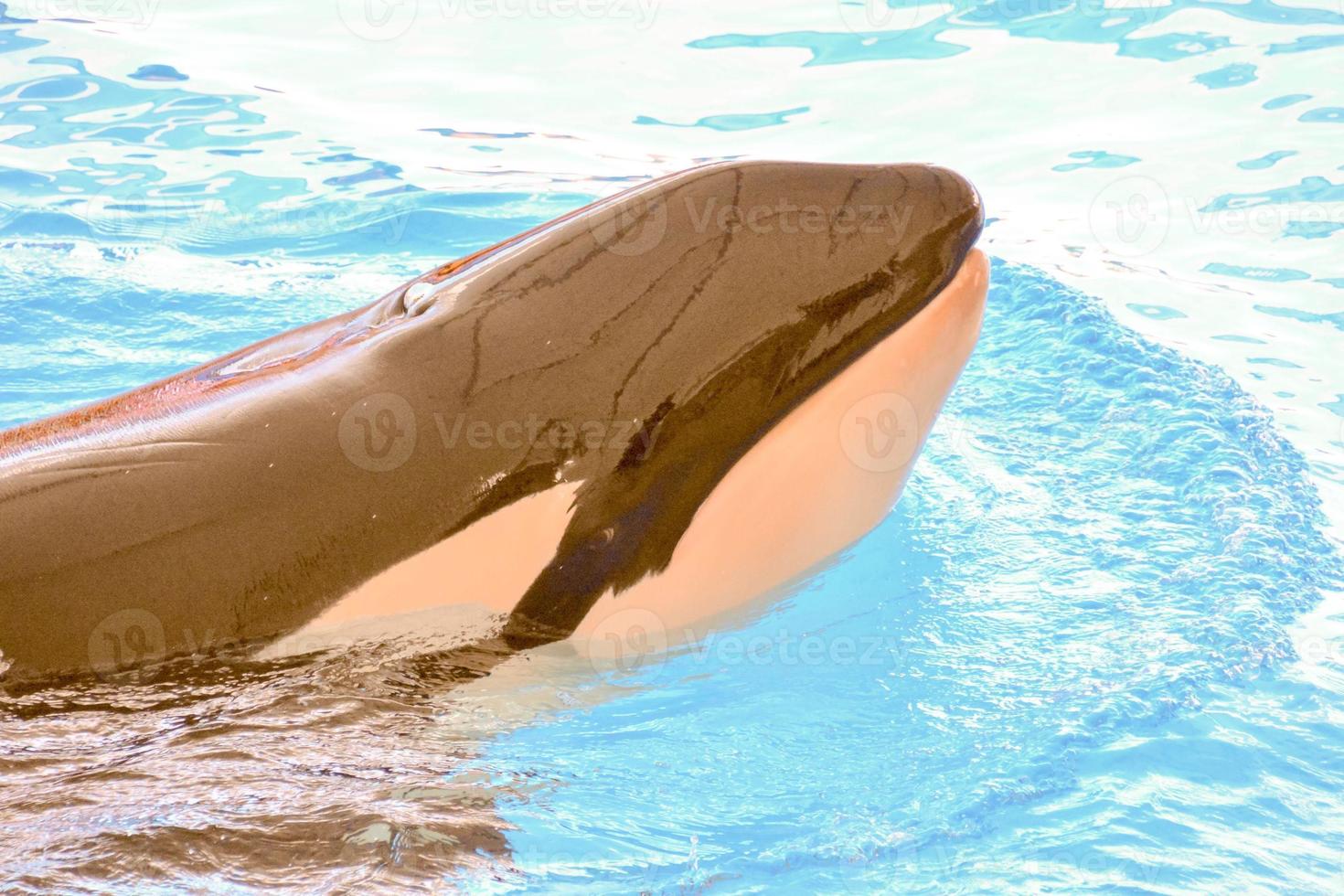 orka walvis in de dierentuin aquarium foto