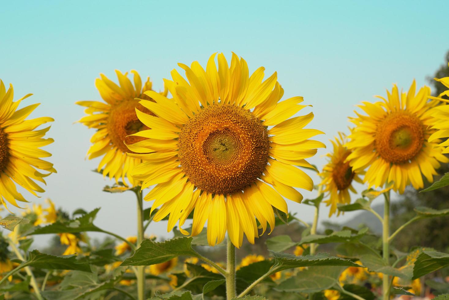 close-up foto van bloeiende zonnebloemen in het plantage veld