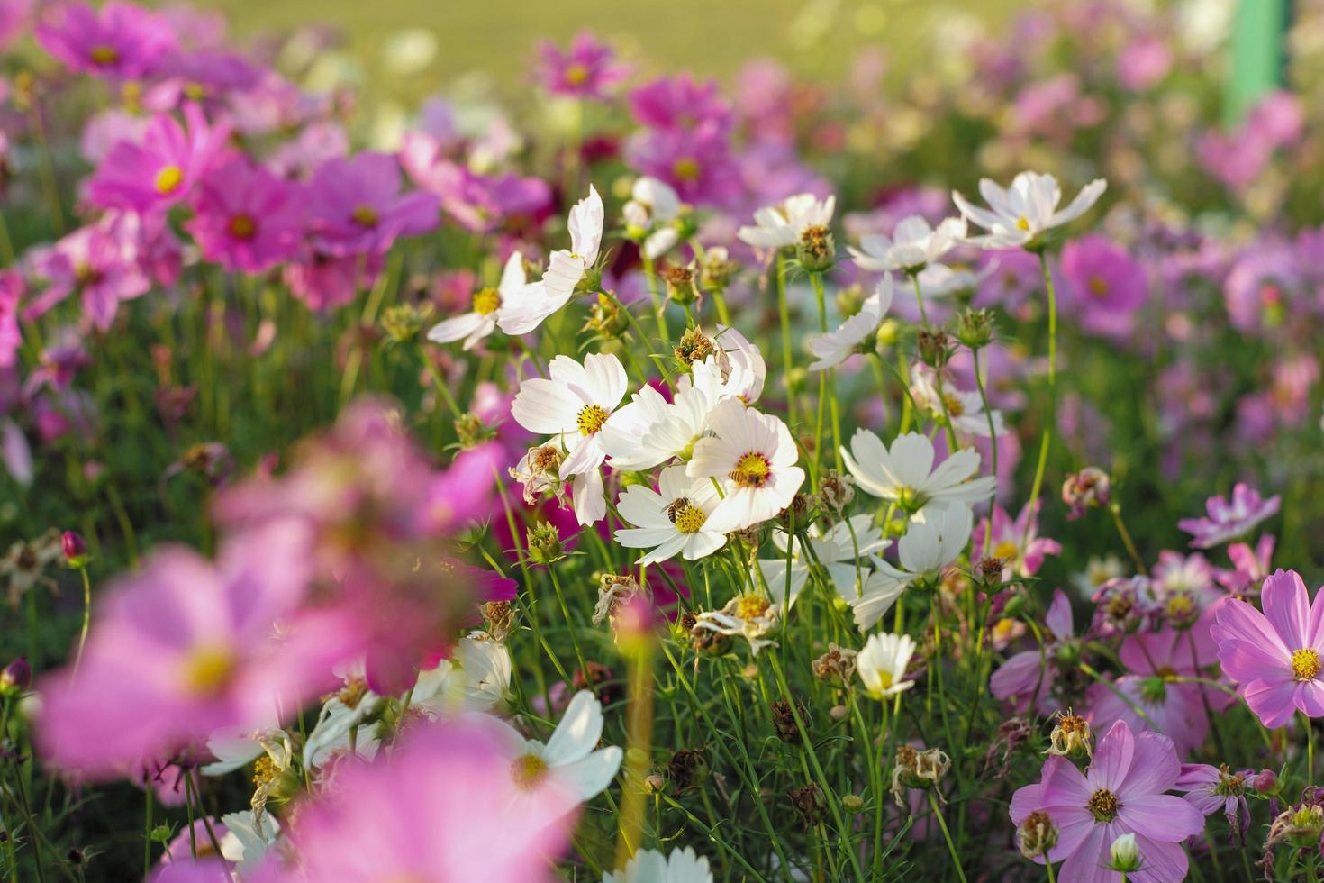 selectieve focus op menigte van kleurrijke madeliefjebloemen in het veld foto