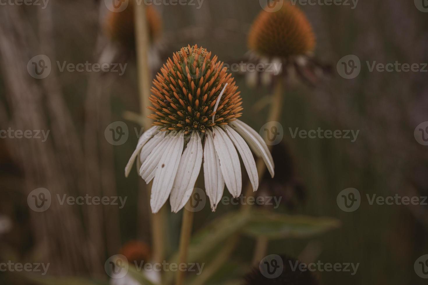 zomer bloem in de tuin Aan een beige achtergrond foto