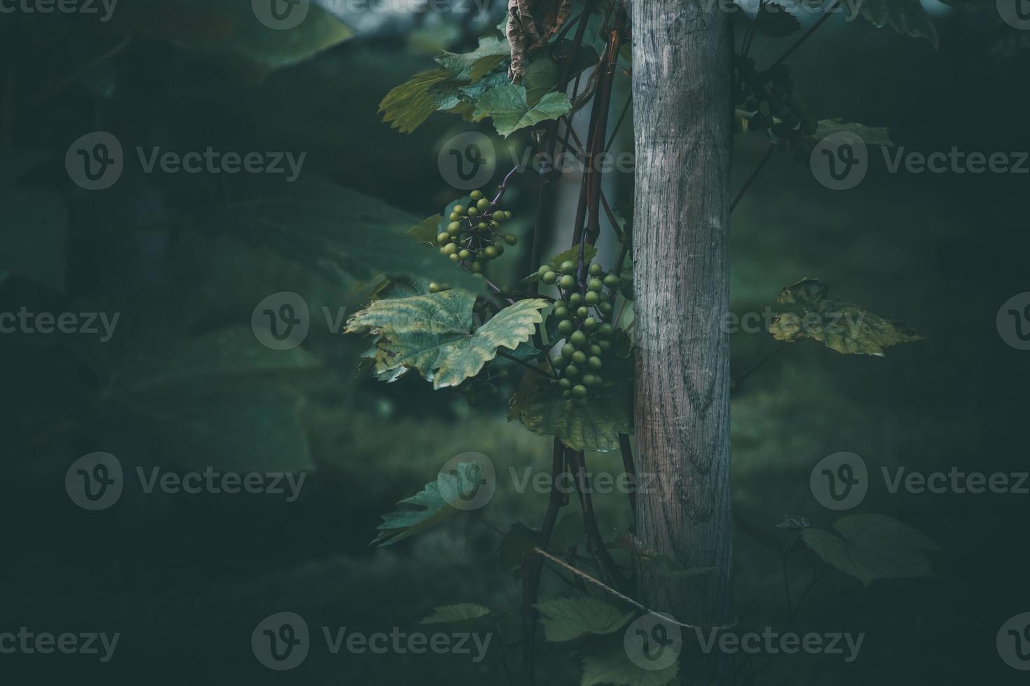 druif Aan de Liaan Aan een zomer dag detailopname foto