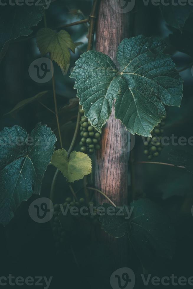 druif Aan de Liaan Aan een zomer dag detailopname foto