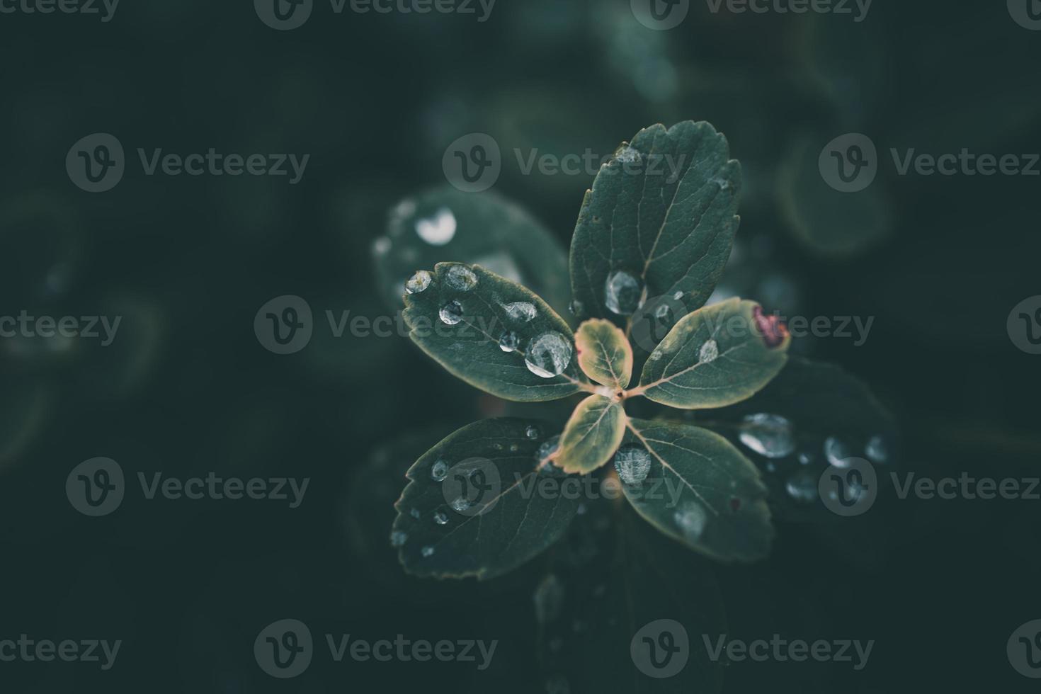 regen druppels in detailopname Aan de bladeren van de fabriek foto