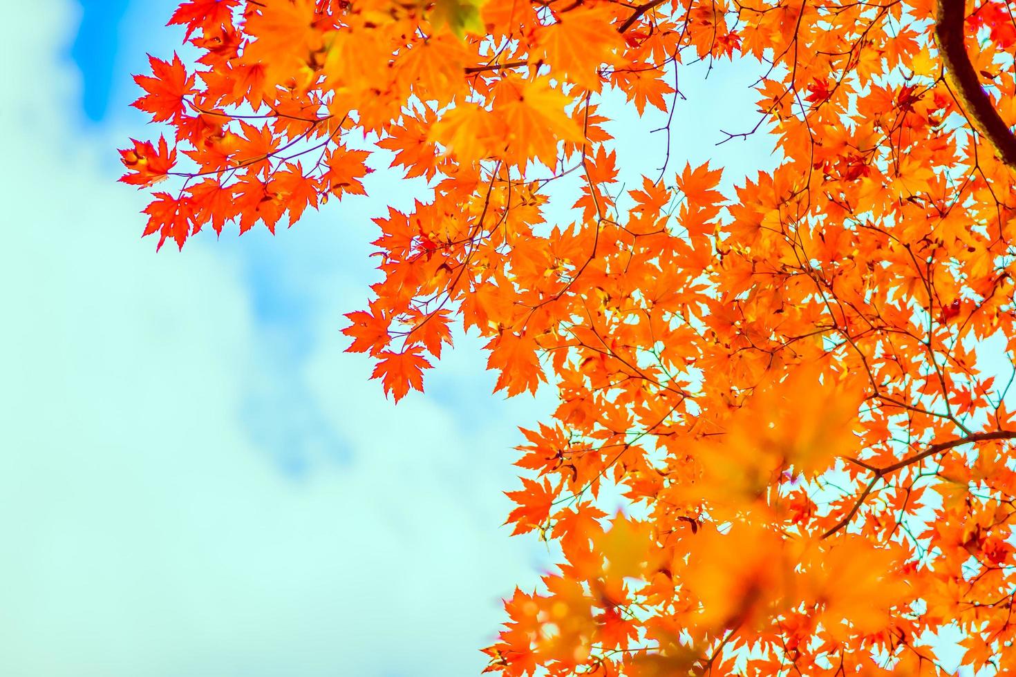 rood esdoornblad in herfstseizoen foto