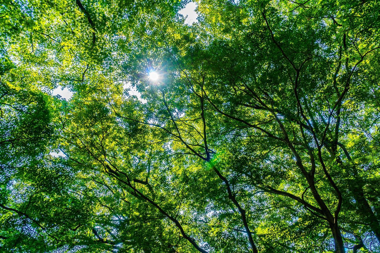prachtige groene boom en blad in het bos met zon foto