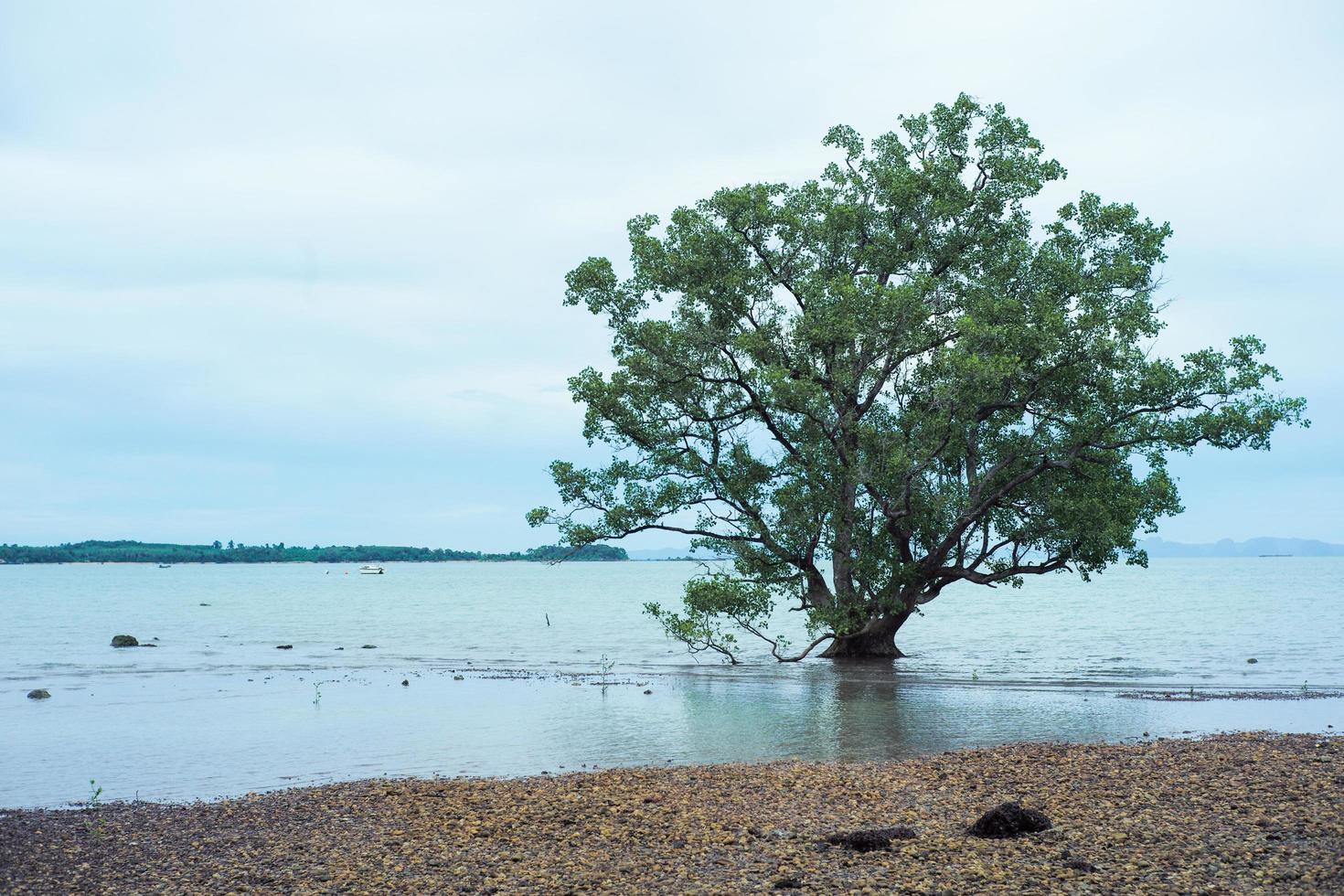 geïsoleerde grote oude mangroveboom op het strand foto