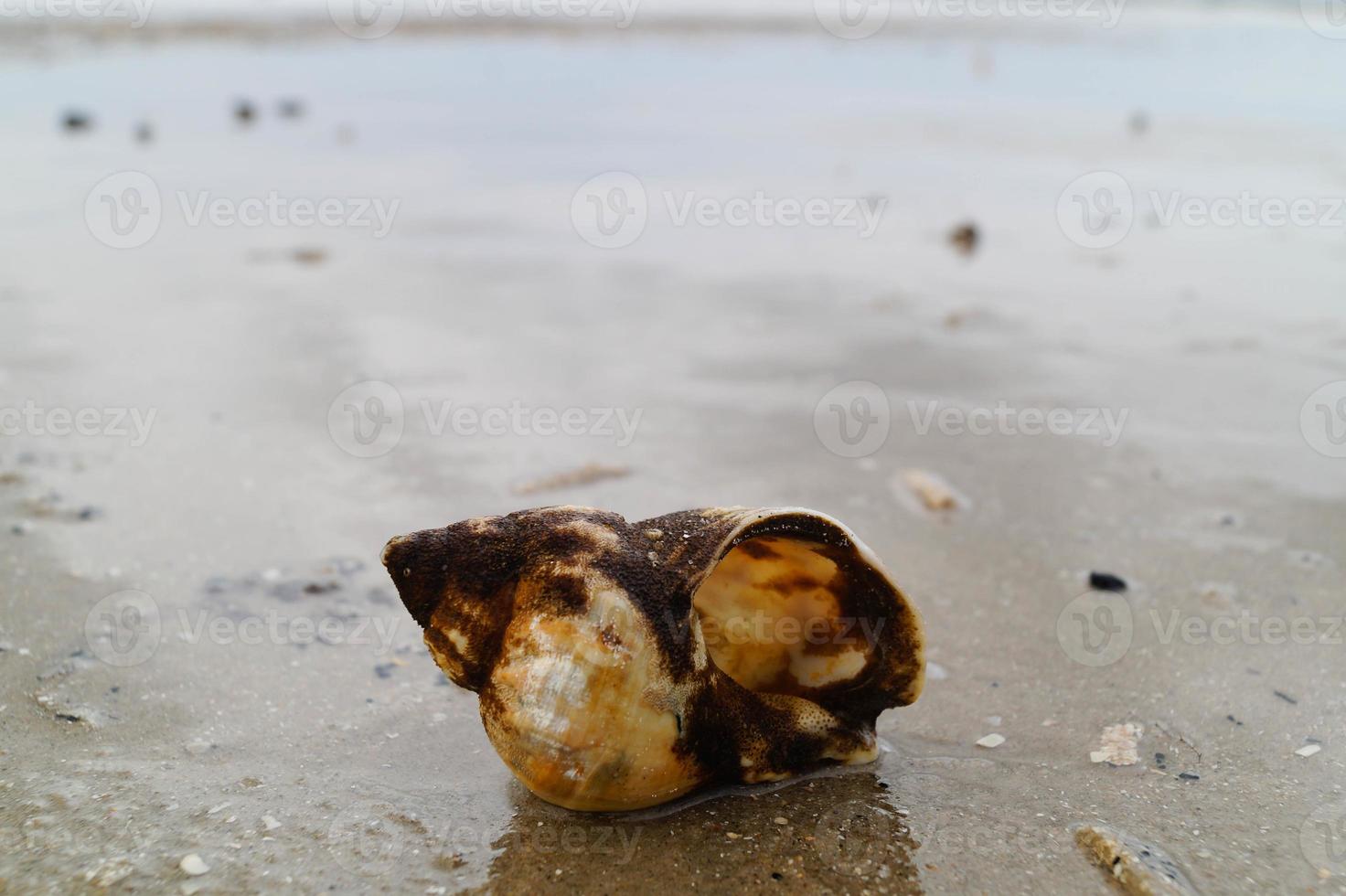 u kan vind de geel spanballen van de wulken Bij de strand van blavand foto