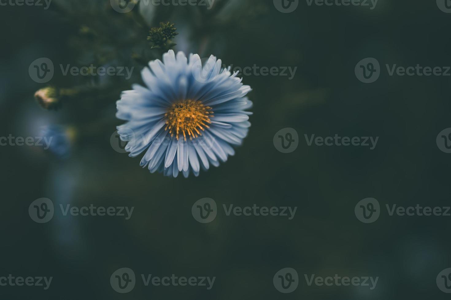 laatste herfst blauw bloemen Aan een groen achtergrond in de tuin detailopname foto