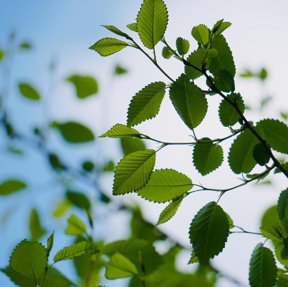 groene boombladeren in de lente foto