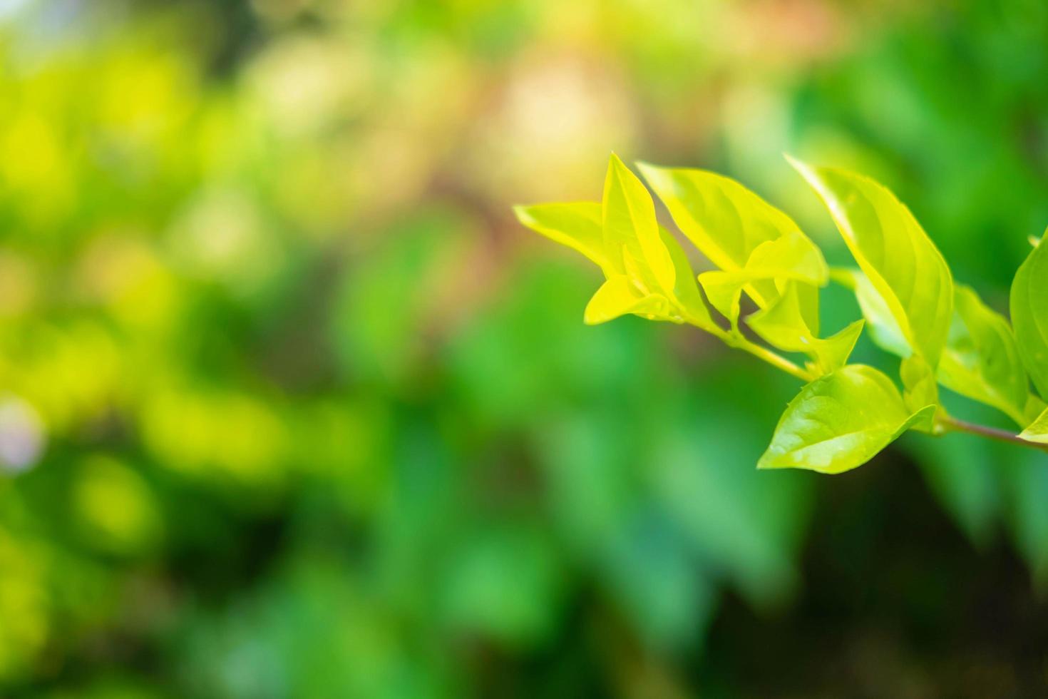 groene bladeren met kopie ruimte foto