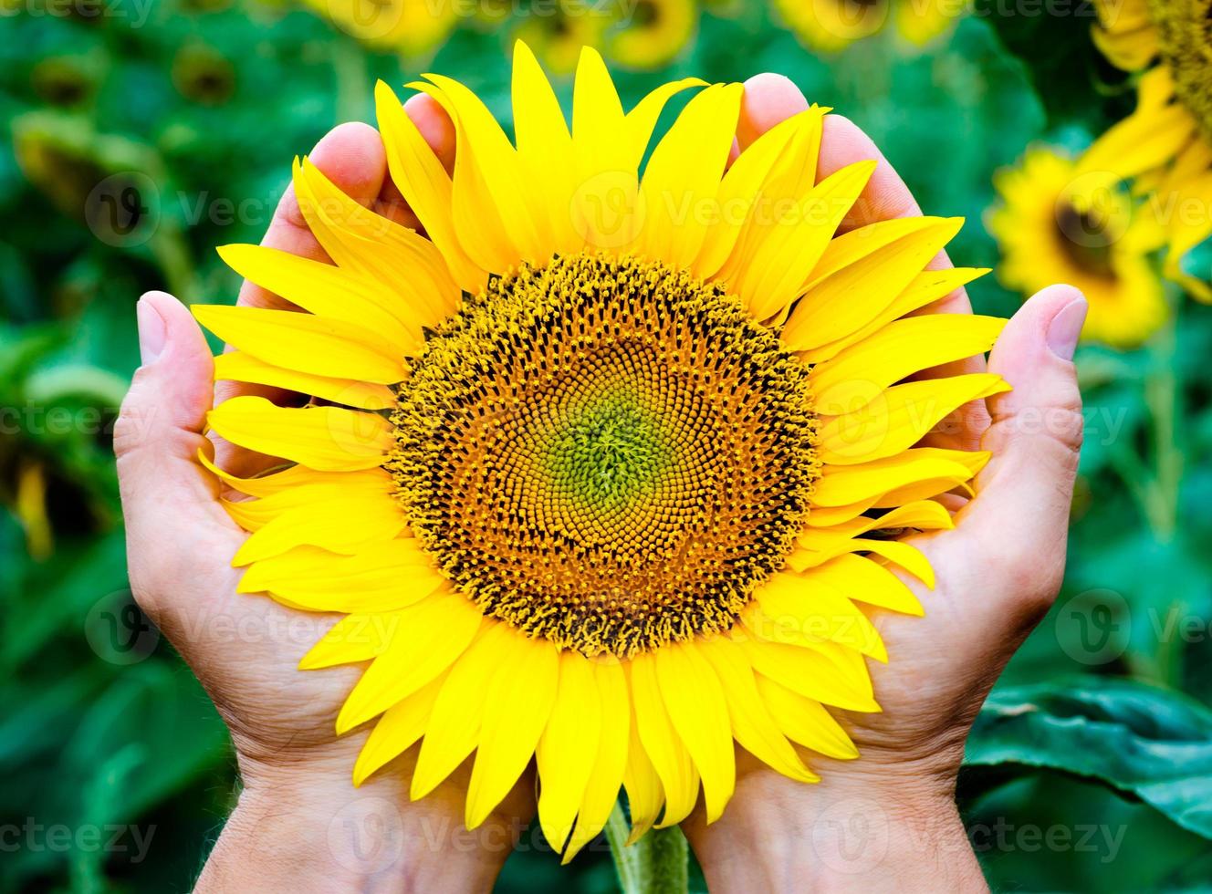 handen met een zonnebloem foto