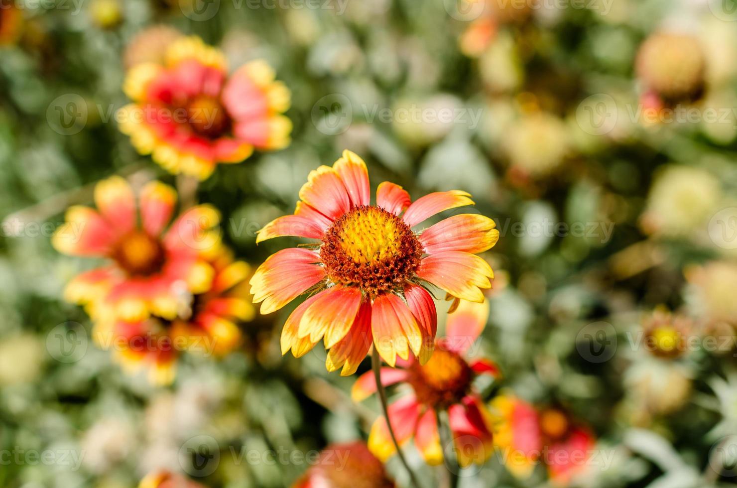 rode en gele bloemen foto