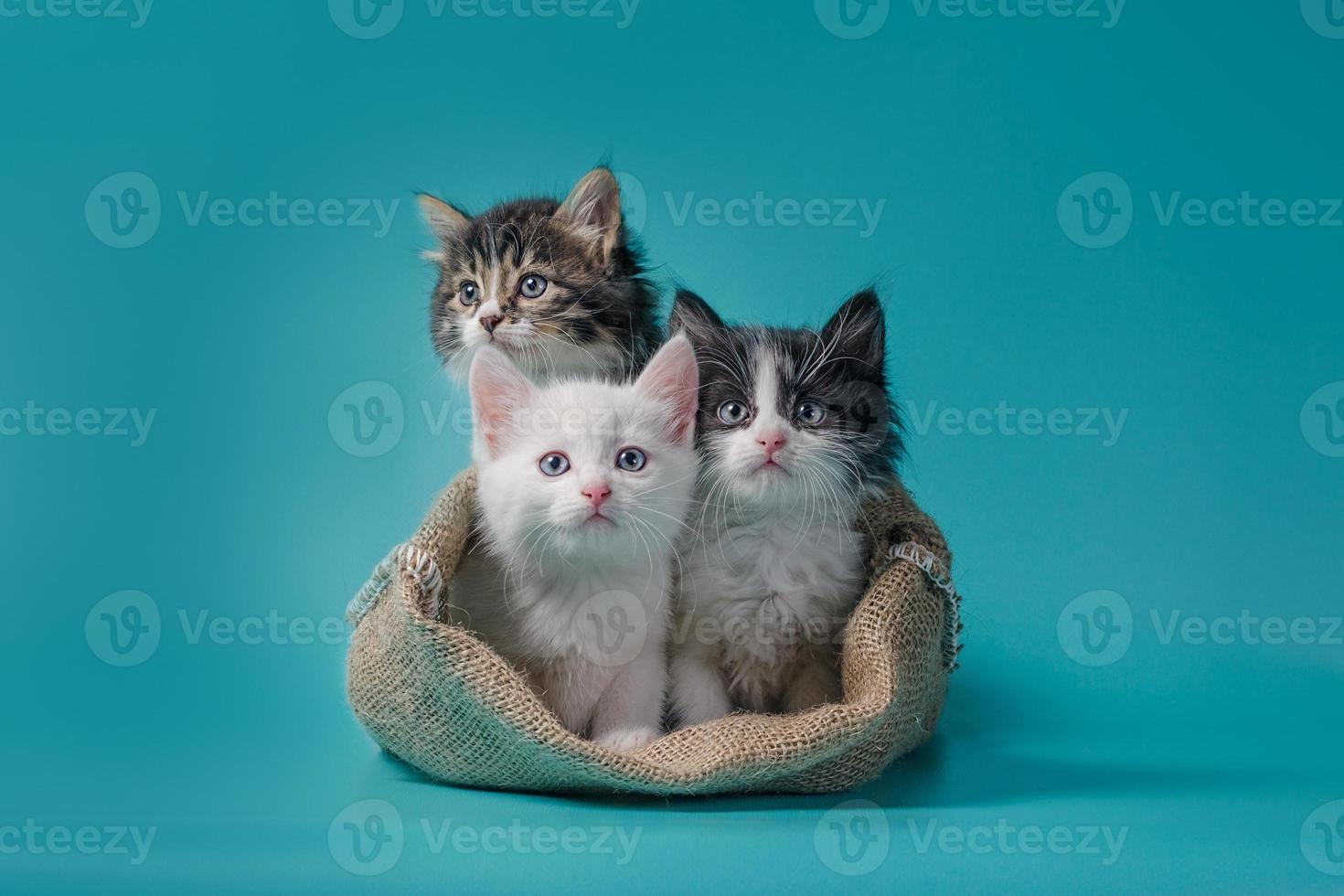 drie kittens in een zak foto
