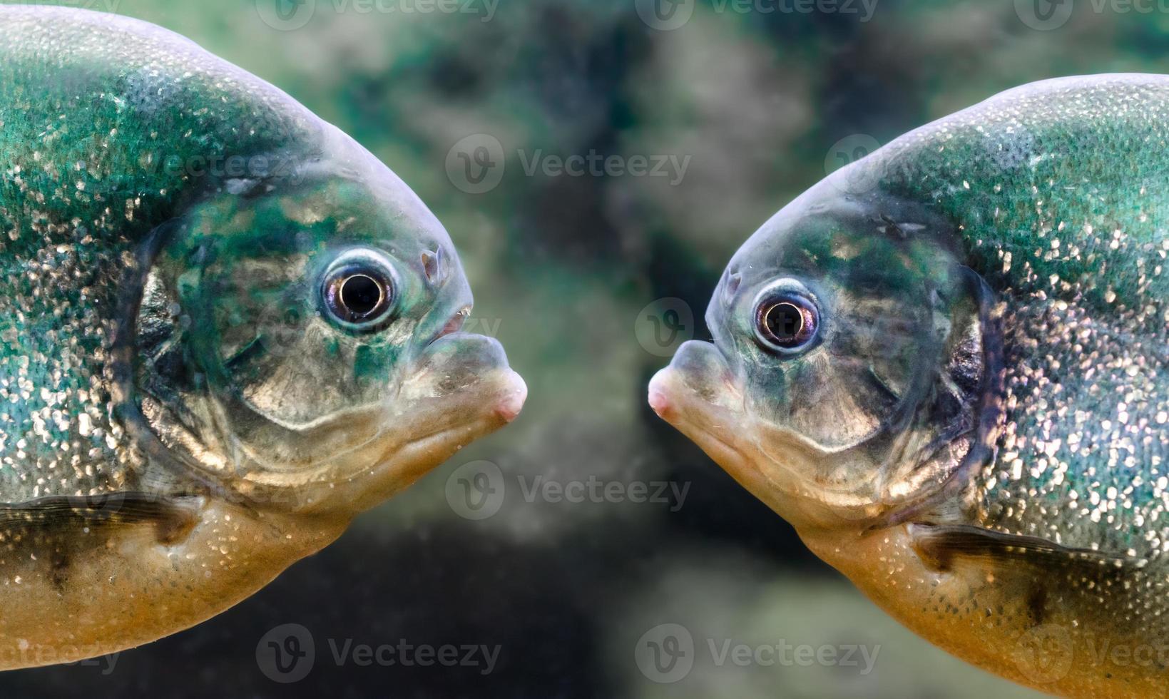 twee piranha's die elkaar aankijken foto
