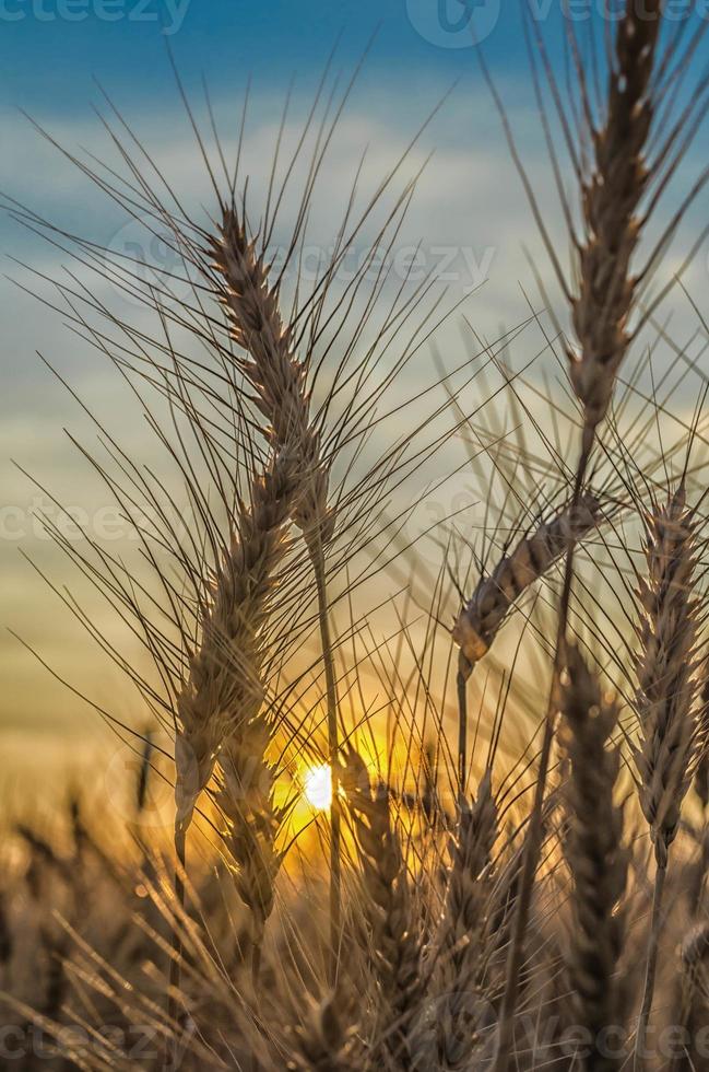 tarwe bij zonsondergang foto