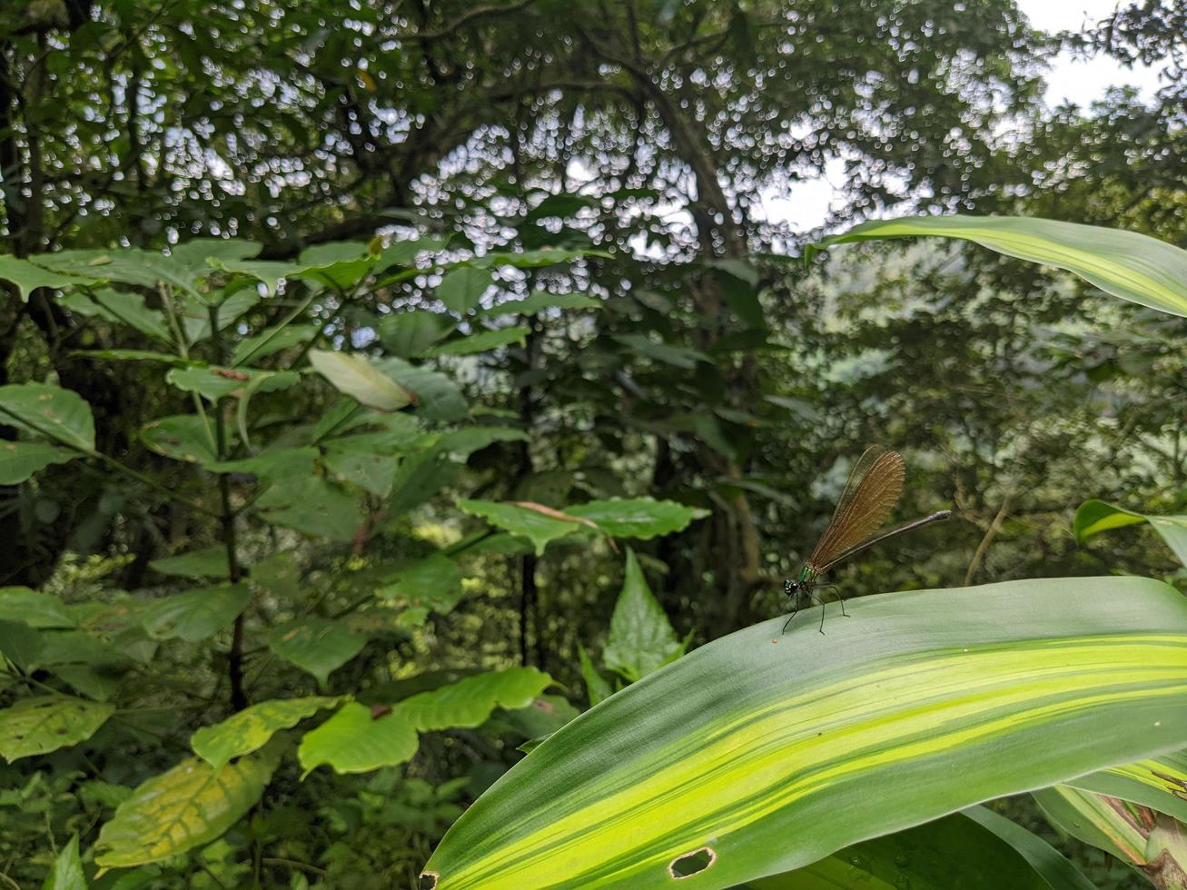 dichtbij omhoog foto van draak vlieg over- de groen vertrekken Aan de tropisch Woud. de foto is geschikt naar gebruik voor natuur poster, wild leven achtergrond en dier inhoud media.