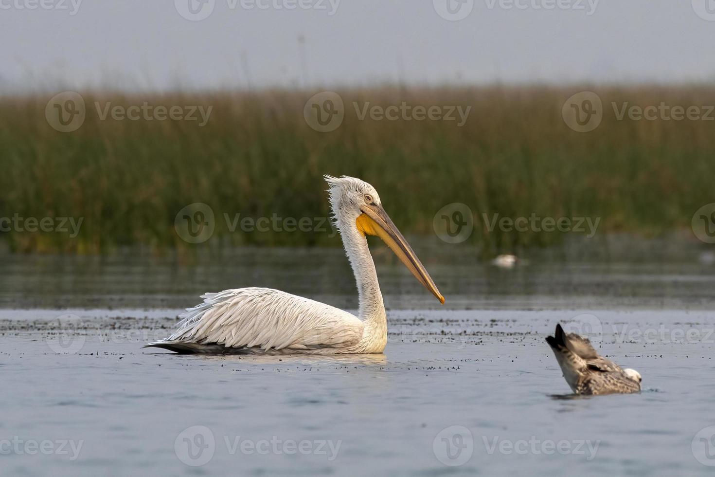 dalmatiër pelikaan of pelecanus knapperig, opgemerkt in nasarovar in gujarat, Indië foto