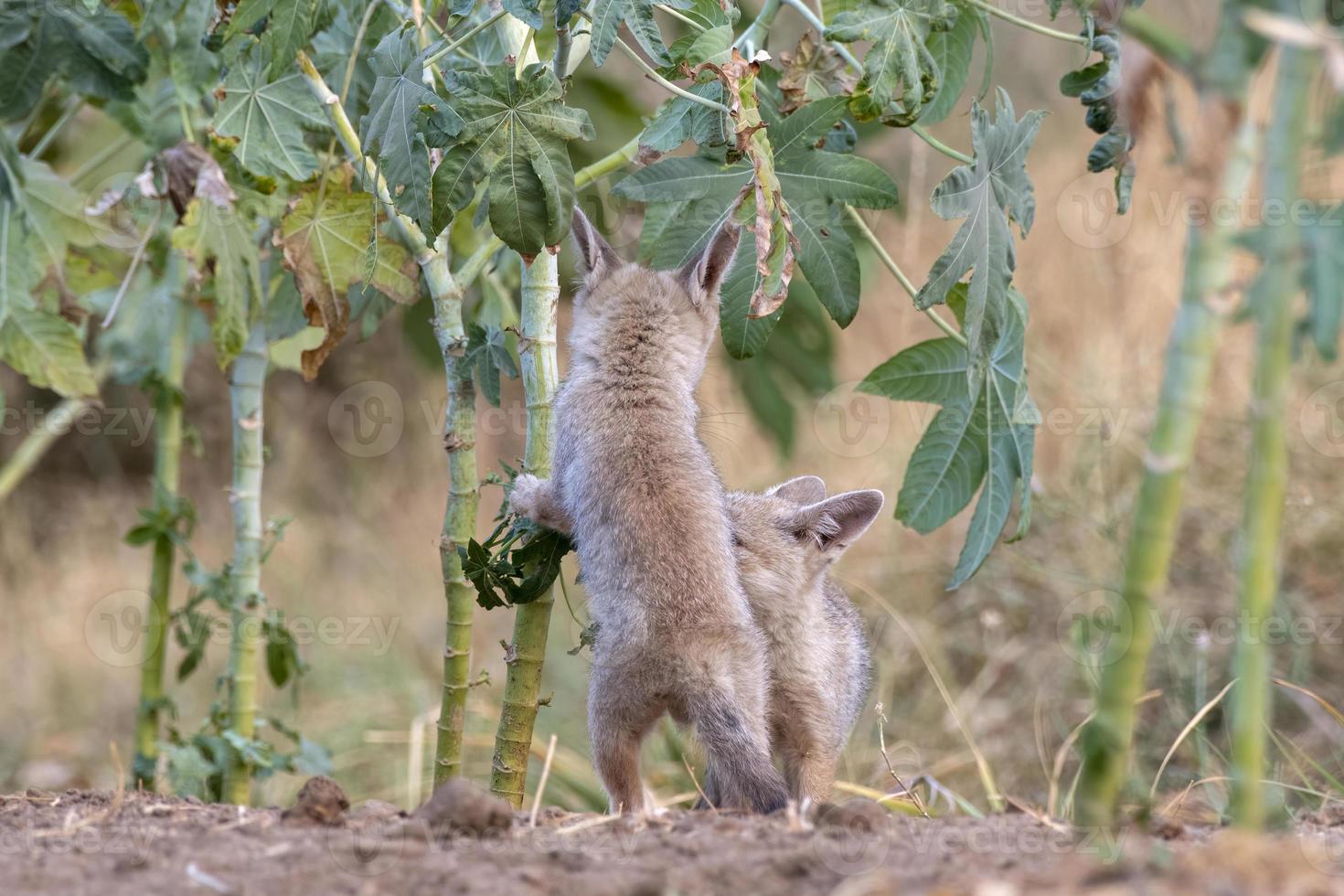 pups van Bengalen vos of vulpes bengalensis opgemerkt in de buurt nasarovar in gujarat foto