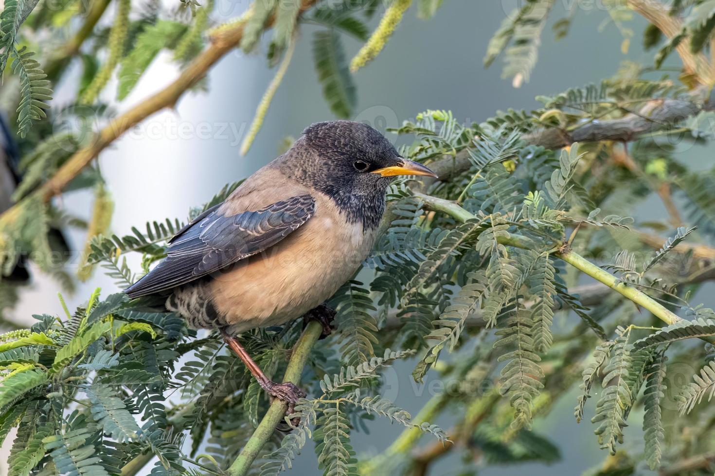 rooskleurig spreeuw of voorganger roseus opgemerkt in de buurt nasarovar in gujarat, Indië foto