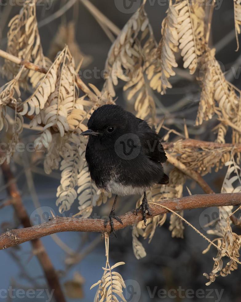 bont struik babbelen of saxicola caprata opgemerkt in de buurt nasarovar in gujarat, Indië foto