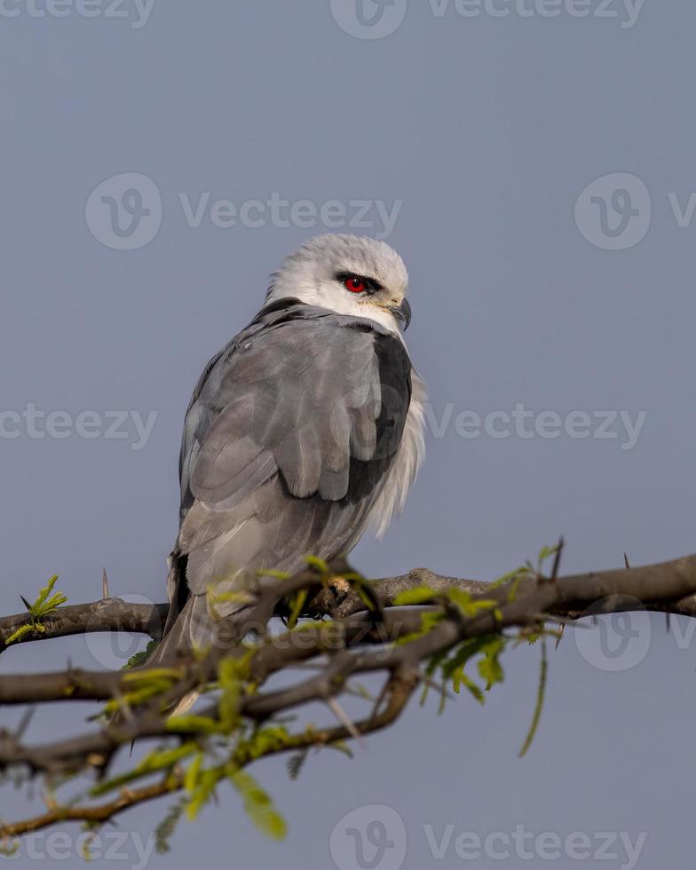 zwartvleugelig vlieger of elanus caeruleus opgemerkt in de buurt nasarovar in gujarat, Indië foto