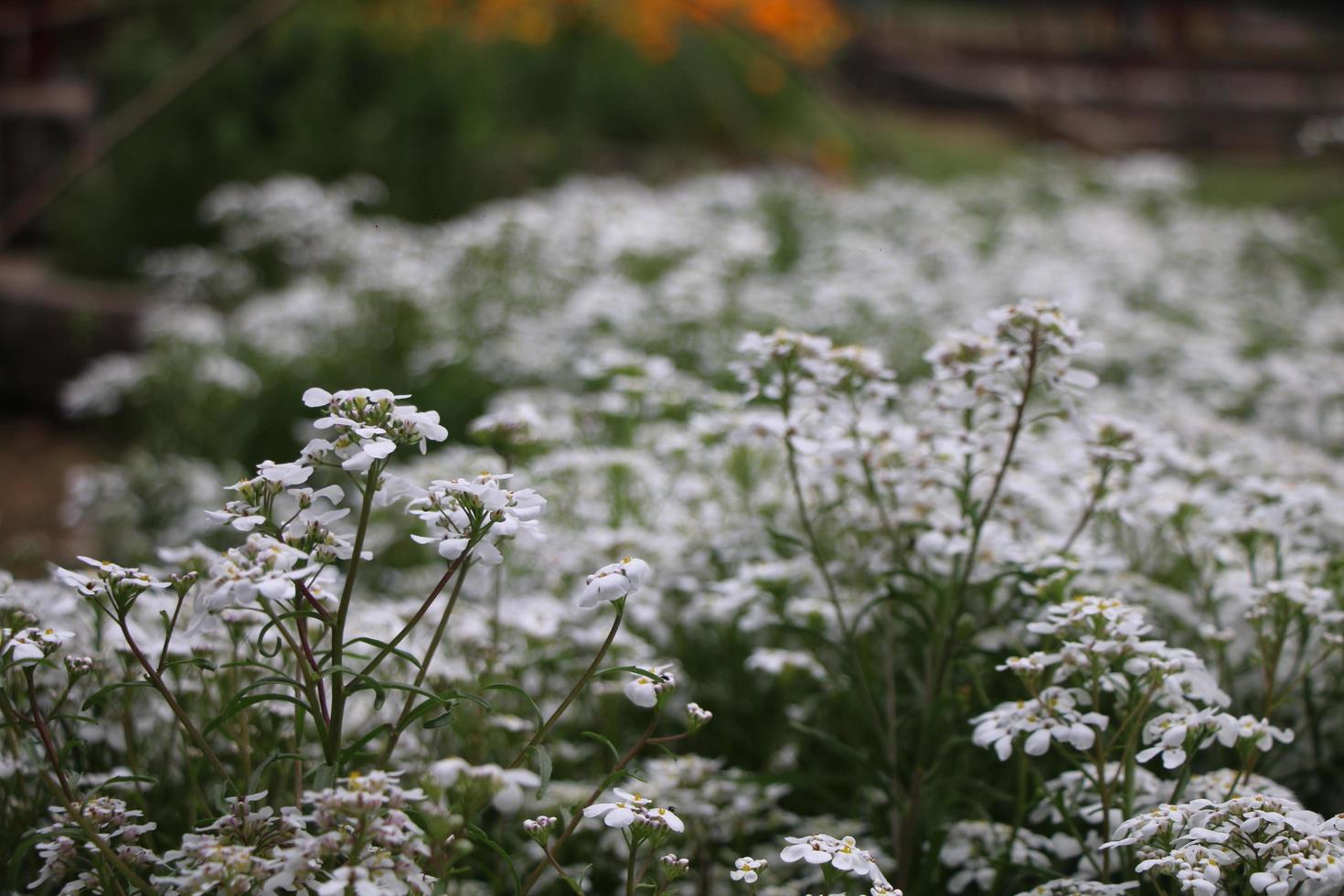 de bloemen in de tuin kijken heel mooi foto