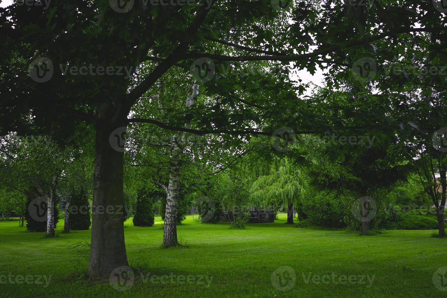 zomer landschap in de park Aan een warm bewolkt dag foto