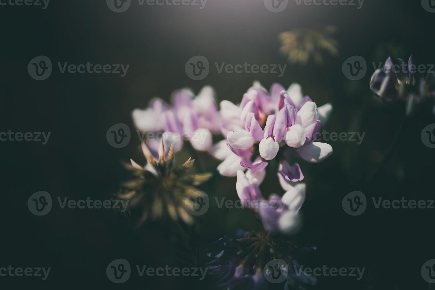 veld- bloem in een weide Aan een groen achtergrond Aan een warm zomer dag foto