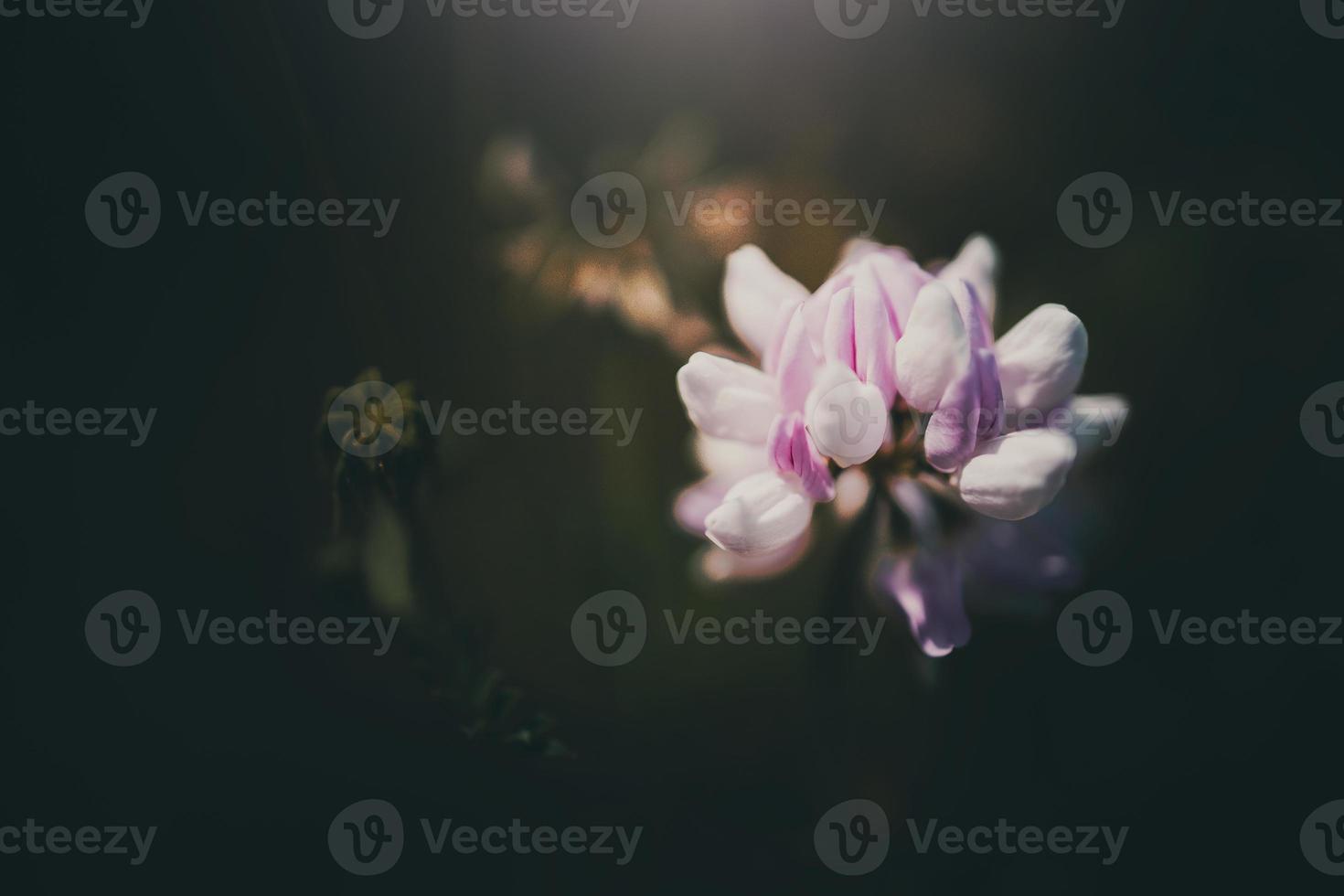 veld- bloem in een weide Aan een groen achtergrond Aan een warm zomer dag foto