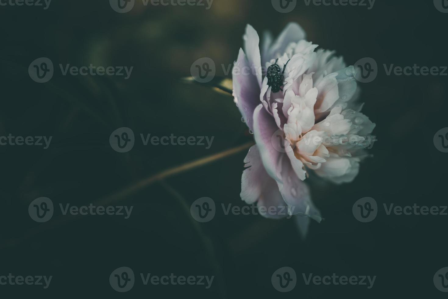 roze pioen Aan de achtergrond van groen tuinen Aan een zomer dag foto